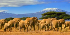 Kenya Road safaris
