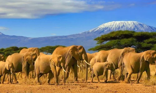 Kenya photographic safaris - Amboseli National Park