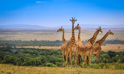 Kenya wildlife safaris